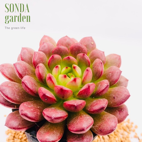 Sen đá ruby đỏ SONDA GARDEN ép màu full nắng mưa size bé 5-8cm, lỗi 1 đổi 1