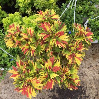 Lá Gấm ngũ sắc