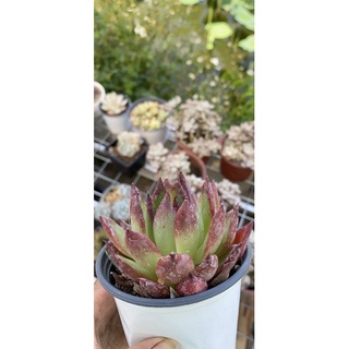 sen đá đế vương đỏ