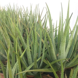 Giống cây nha đam