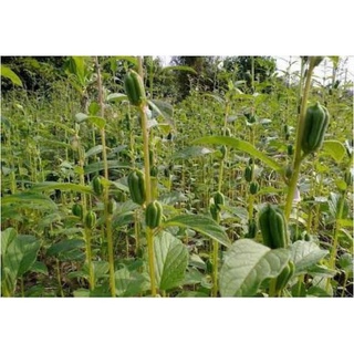 hạt mè(vừng trắng)200gram