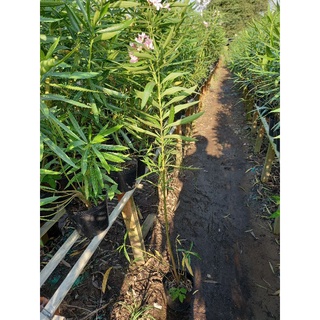 cây trúc đào hoa màu hồng,đỏ.