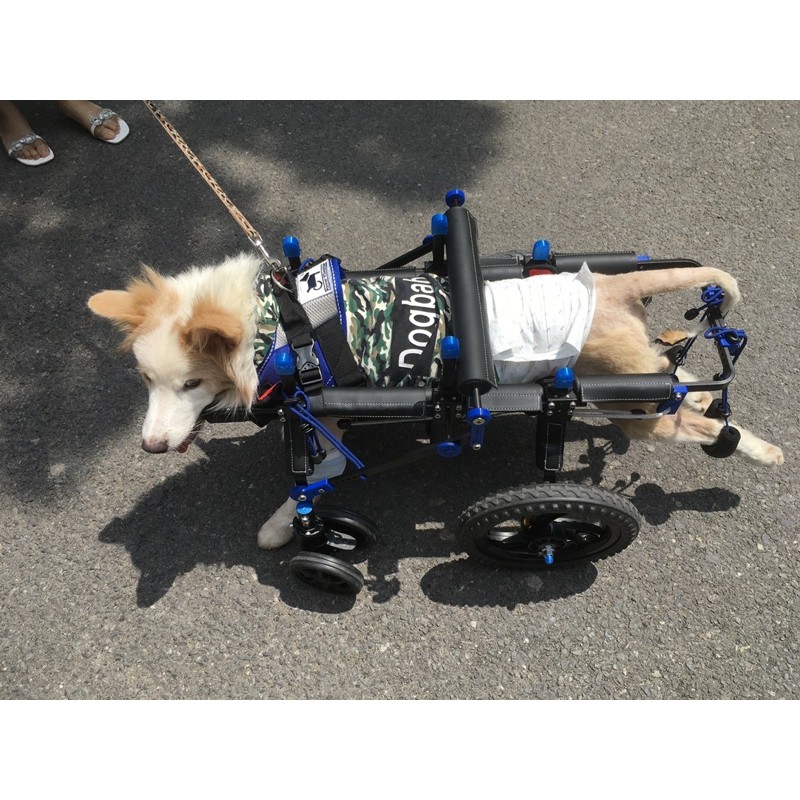 Xe lăn chó 4 bánh size L thanh đỡ cằm AMERICA Dog wheelchair 4 wheels full support with chin rest America technology