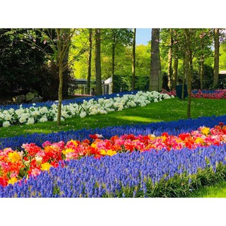 combo 3 củ tulip hà lan +  tặng 1 gói hạt giống  hoa ngẫu nhiên