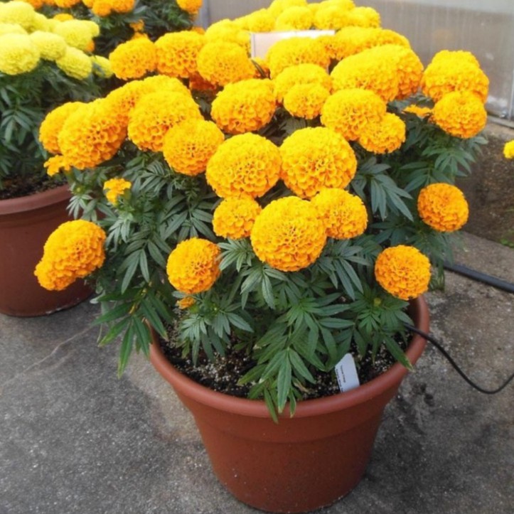 Hạt Giống Hoa Vạn Thọ Mỹ (gói 150 hạt, tặng phân)