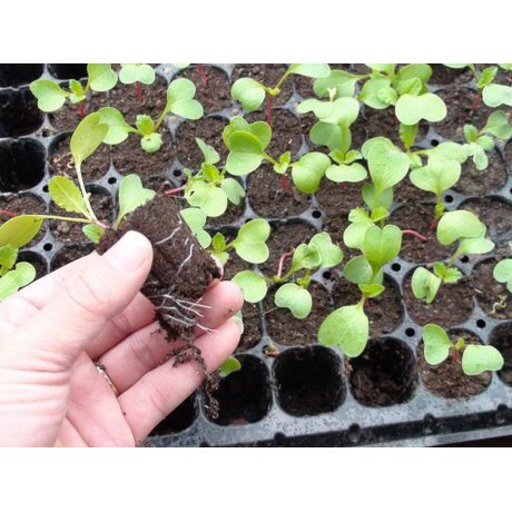 Bán buôn Hạt Giống Củ Cải Tròn Đỏ ( gói 5 gram) bao đẹp