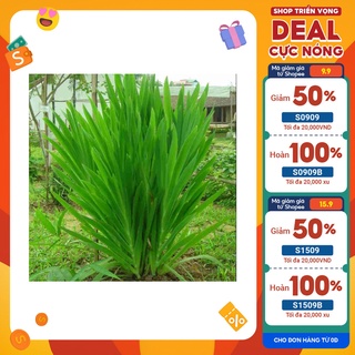 Cây rẻ quạt(cây xạ can)( cây con cỡ vừa cao 20 đến 40cm)