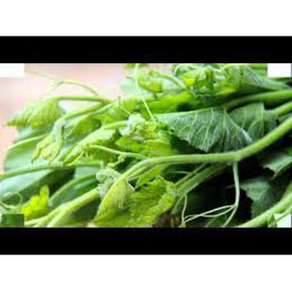 Hạt giống Bí ăn Ngọn