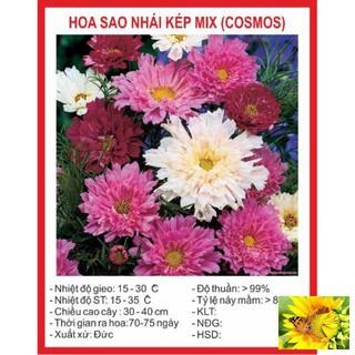 Hạt giống hoa sao nhái kép 50 hạt