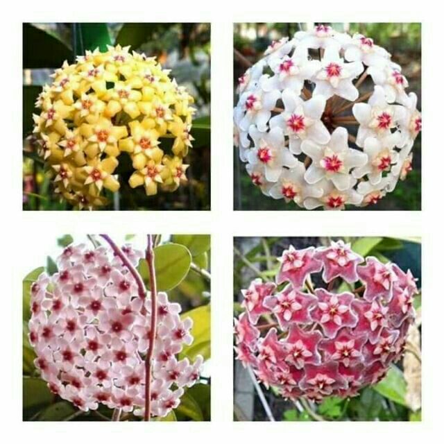 Lan cẩm cù chậu lớn sắp hoa