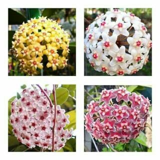 Lan cẩm cù chậu lớn sắp hoa