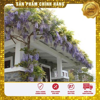 5 Hạt giống Tử đằng (tặng gói Kích nẩy mầm và Hướng dẫn) VIETSEED