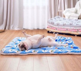 Thảm lót cho chó mèo 🐶🐶