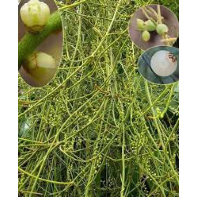 DÂY TƠ HỒNG XANH khô loại 1