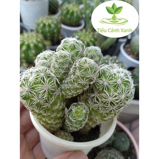 Xương rồng trứng chim bụi lớn