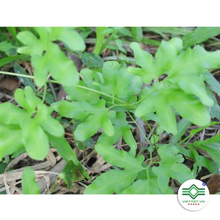 Cây Bòng Bong 1KG -T155
