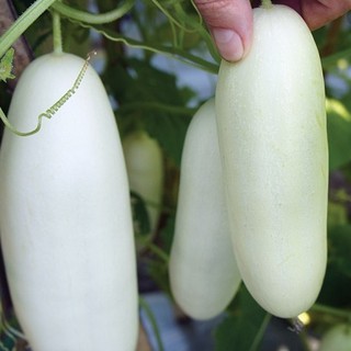 30 hạt giống dưa chuột trắng
