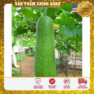 Hạt giống bí đao xanh ( Gói 10 hạt) USA