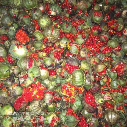 Hạt giống Thất Diệp Nhất Chi  Hoa tỷ lệ nảy mầm cao