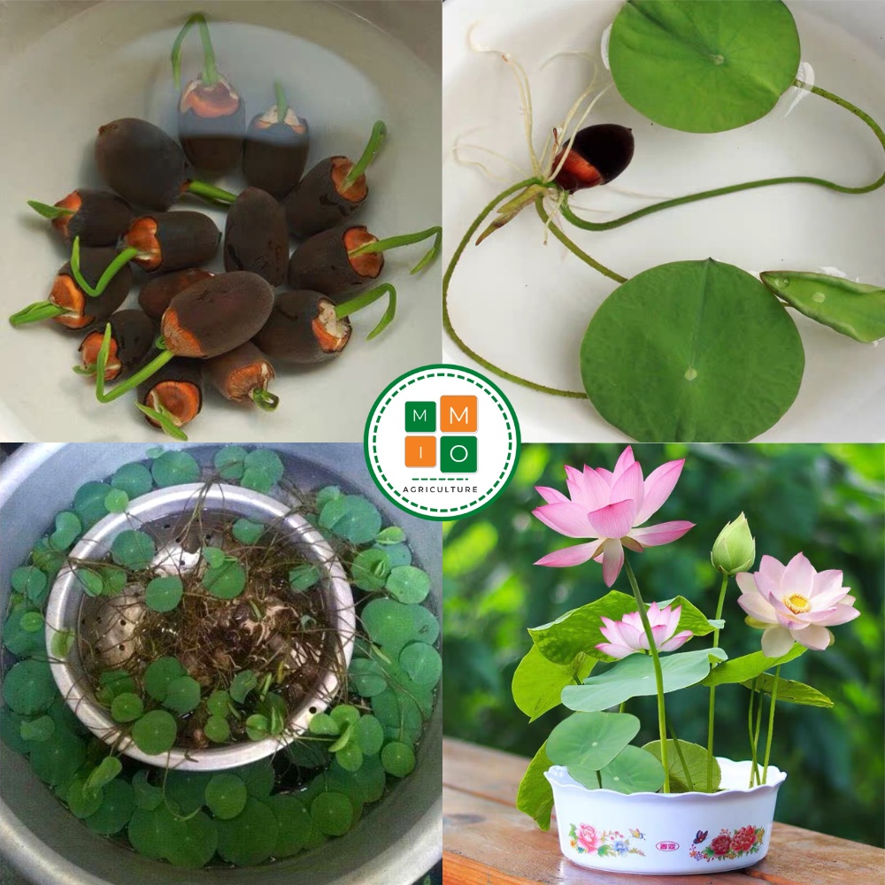 Hạt giống sen Nhật tứ quý , hoa sen cảnh - Cam kết chuẩn màu, độ nảy mầm cao