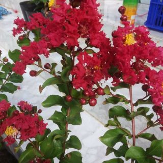 Tường vi đỏ đô.hết mùa hoa