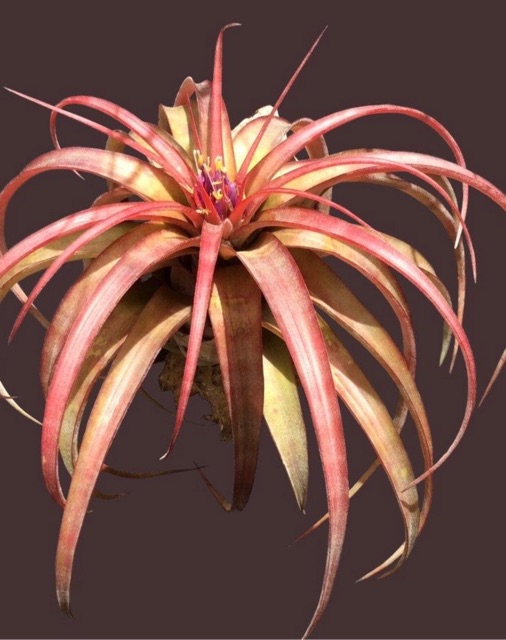 Cây không khí Tillandsia brachycaulos x streptophylla