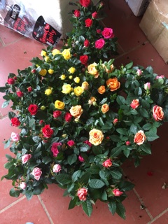 Hoa hồng siêu nụ sẵn chậu