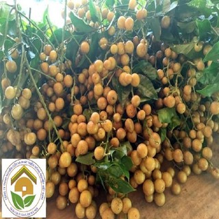 CÂY GIỐNG QUẤT HỒNG BÌ SIÊU NGỌT SIÊU QUẢ SIÊU KINH TẾ-CAM KẾT GIỐNG CHUẨN F1
