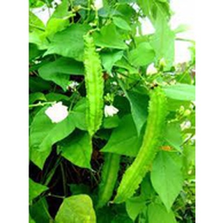 10GR_HẠT GIỐNG ĐẬU RỒNG (DỄ TRỒNG)