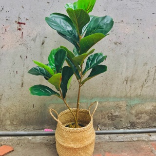 CÂY GIẢ - CÂY BÀNG SINGAPORE trang trí (size 80cm,100cm)