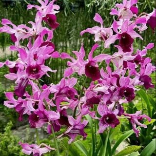 Denro nắng bò vàng, bò tím