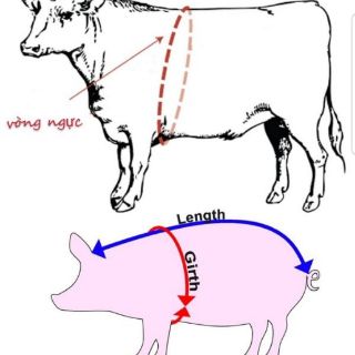 Thước đo trọng lượng trâu, bò