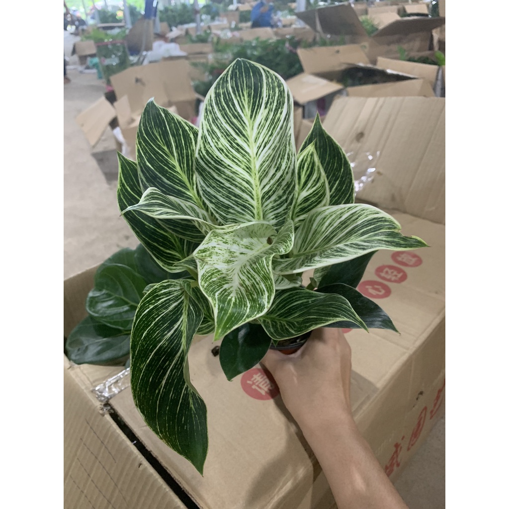 Cây trầu bà kim cương gốc to nhiều nhánh cây phong thủy thích hợp để bàn, trang trí sân vườn