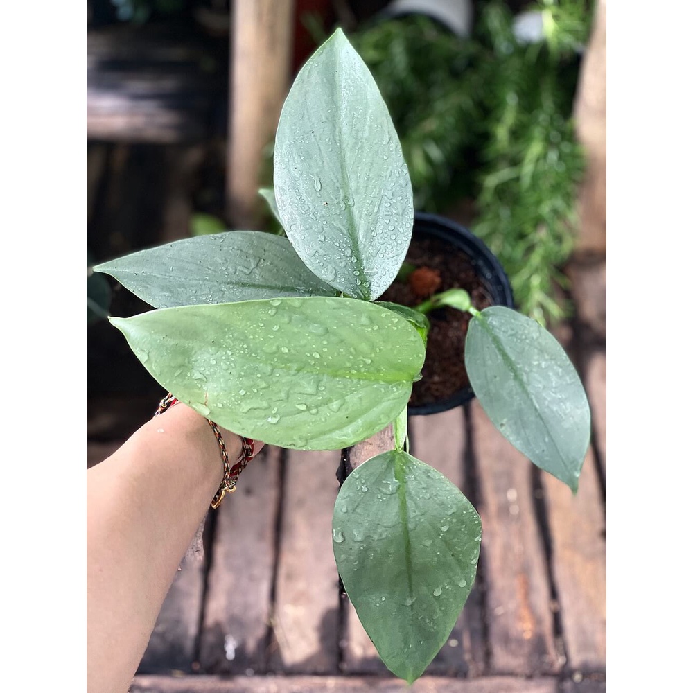 Cây Philodendron hastatum Silver Sword (Trầu Bà Kiếm Bạc) size lớn chậu nhựa nhiều nodes để nhân giống