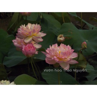 [RẺ VÔ ĐỊCH] Củ sen màu hồng vàng Sunshine C-22
