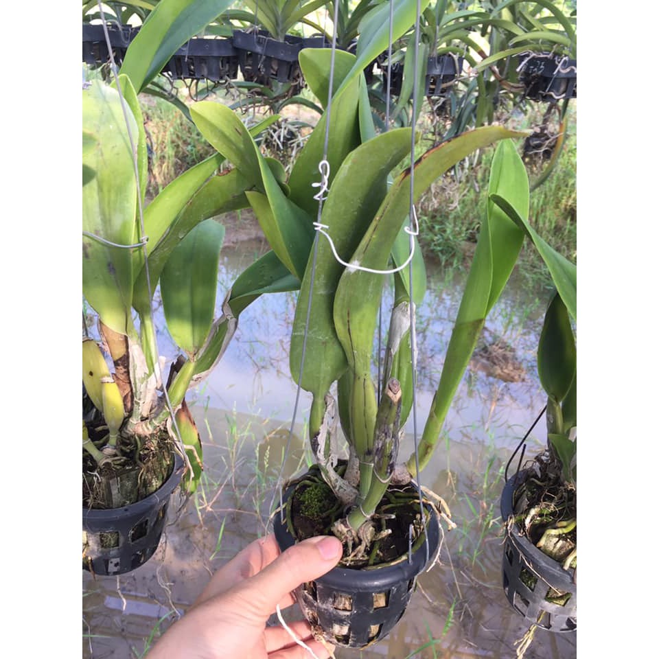 Lan Cattleya đại size lớn