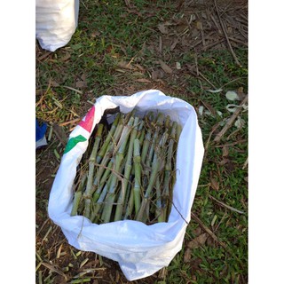 200 hom cỏ voi xanh thái lan