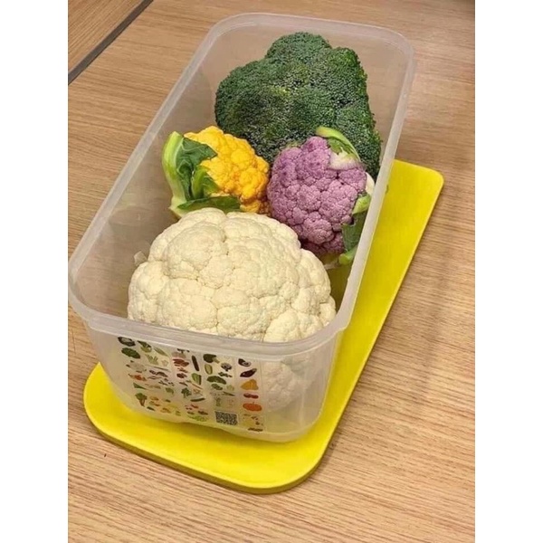 HỘP VENTSMART 6.1L TUPPERWARE