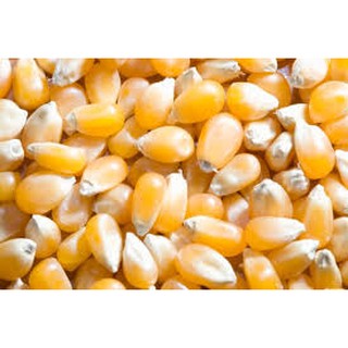 1 BAO BẮP MỸ KHÔ RANG BƠ (22,7KG)