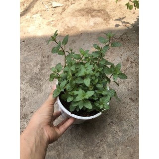 Chậu cây Bạc Hà Sô cô la - Chocomint