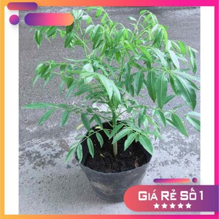 Cây Cóc Kép Ưa Thích