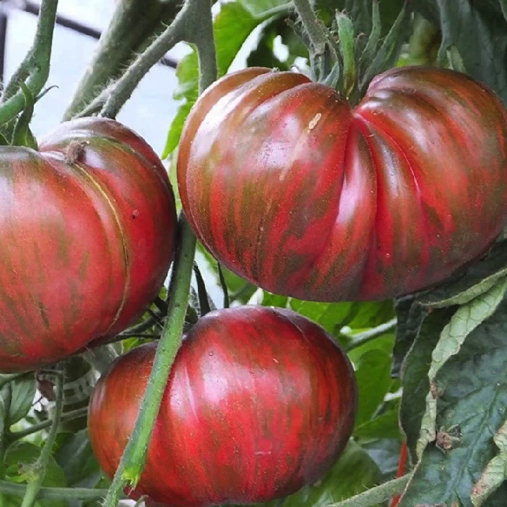 Gói 5 hạt giống cà chua múi Tie Die - tỷ lệ nảy mầm 95%
