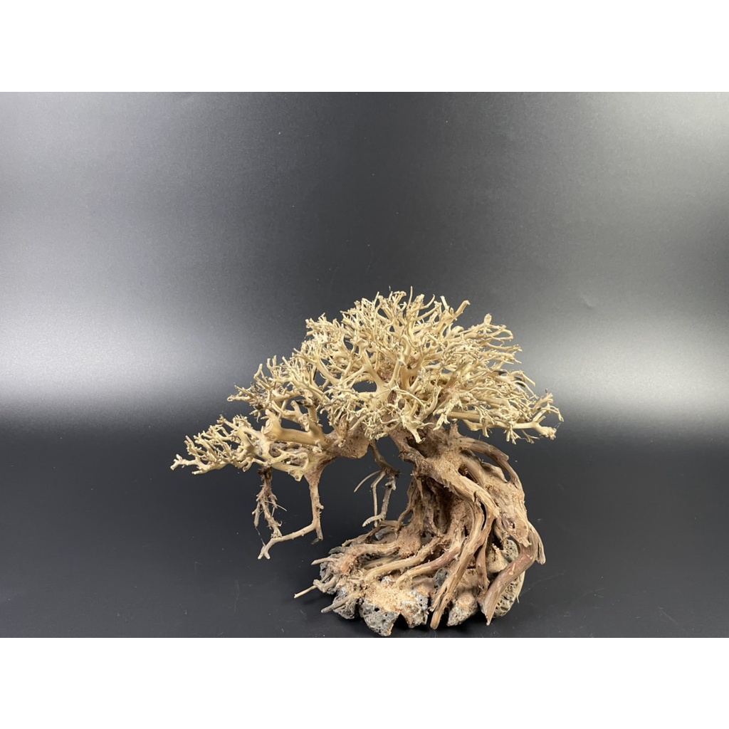 Lũa Bonsai, Lũa thủy sinh dùng trang trí hồ cá cảnh, hồ thủy sinh, văn phòng, nhà cửa