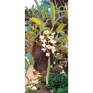 Hoa phong lan kiều vàng nuôi tại vườn