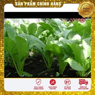 Hạt giống Rau cải ngọt ăn non VIP (15-30 ngày thu hoạch)