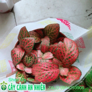 Lá cẩm nhung đỏ