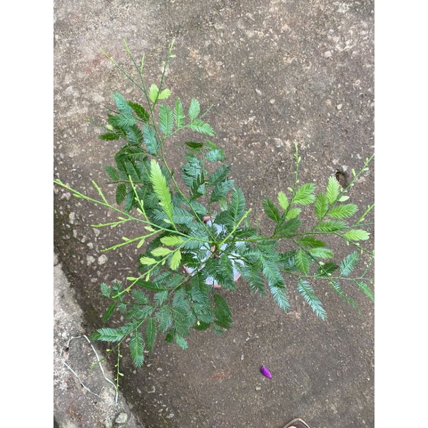 Chậu cứng Dacrycarpus imbricatus- Thông nàng