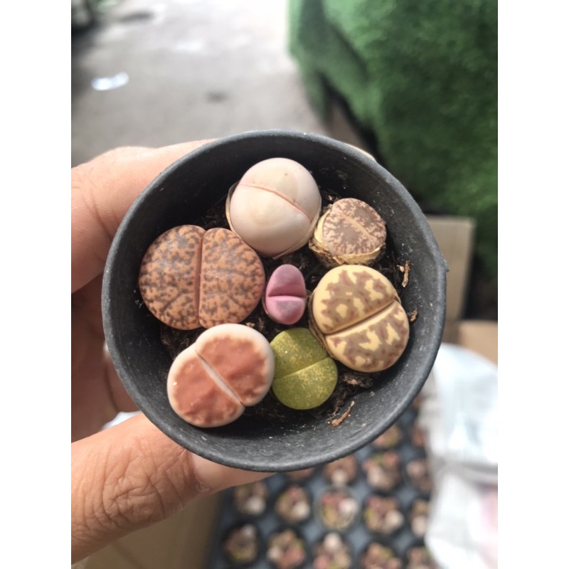 Sen đá lithops-Sen mông- sen thạch lan