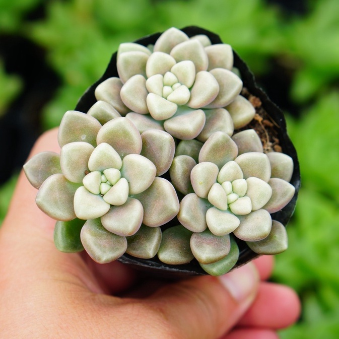 Sen Đá Kim tuyến GLASS GARDEN bầu nhỏ 6cm, Khỏe, Dễ trồng, Hàng Đà Lạt, Lỗi 1 đổi 1