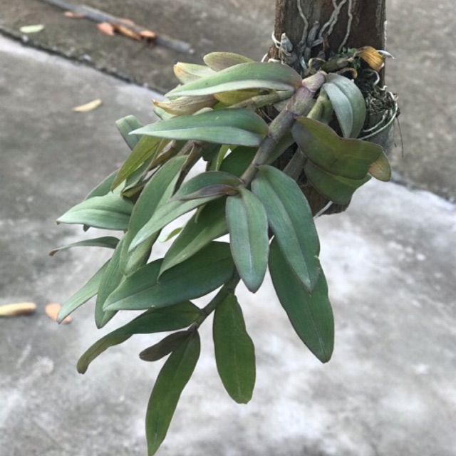 Lan trầm lai phi điệp